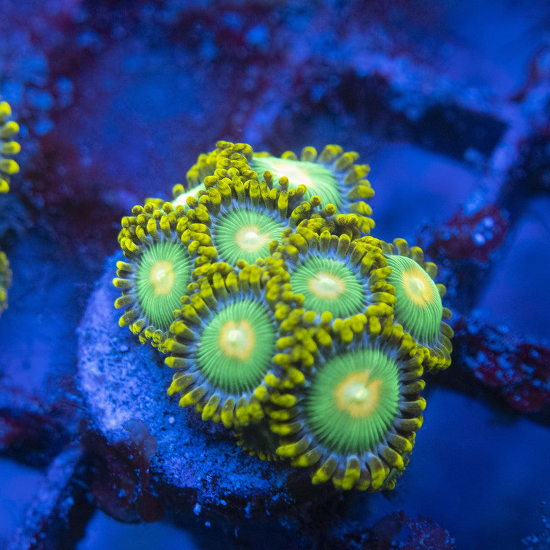 Green Bay Packers Zoas WYSIWYG live coral for sale at AquaGemCorals