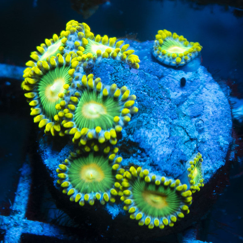 Green Bay Packers Zoas live coral for reef aquarium
