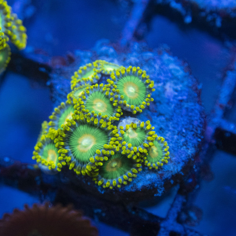 Green Bay Packers Zoas WYSIWYG live coral for sale at AquaGemCorals
