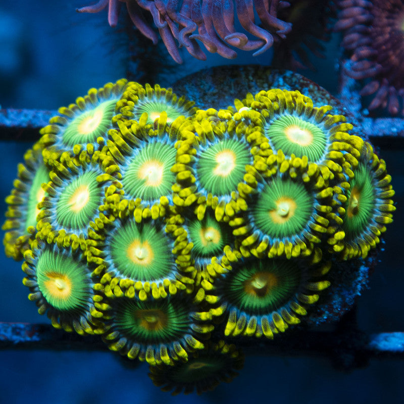 Green Bay Packers Zoas live coral for reef aquarium