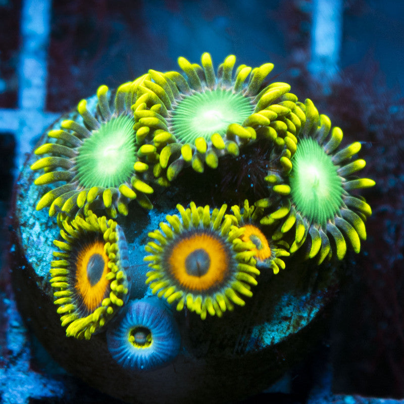 Green Bay Packers Zoas live coral for reef aquarium