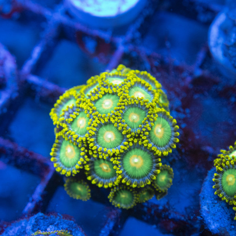 Green Bay Packers Zoas WYSIWYG live coral for sale at AquaGemCorals