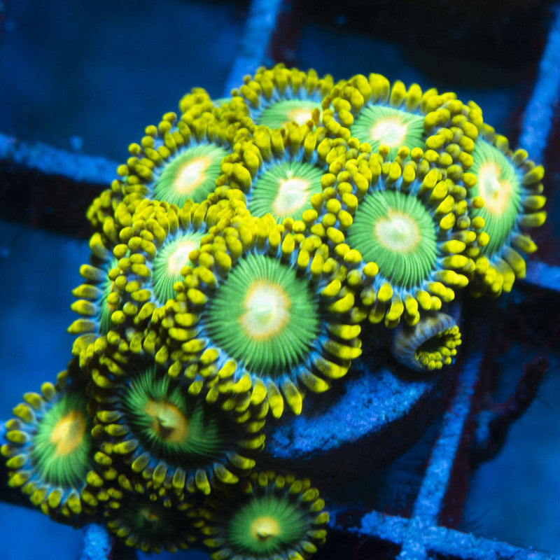 Green Bay Packers Zoas live coral for reef aquarium