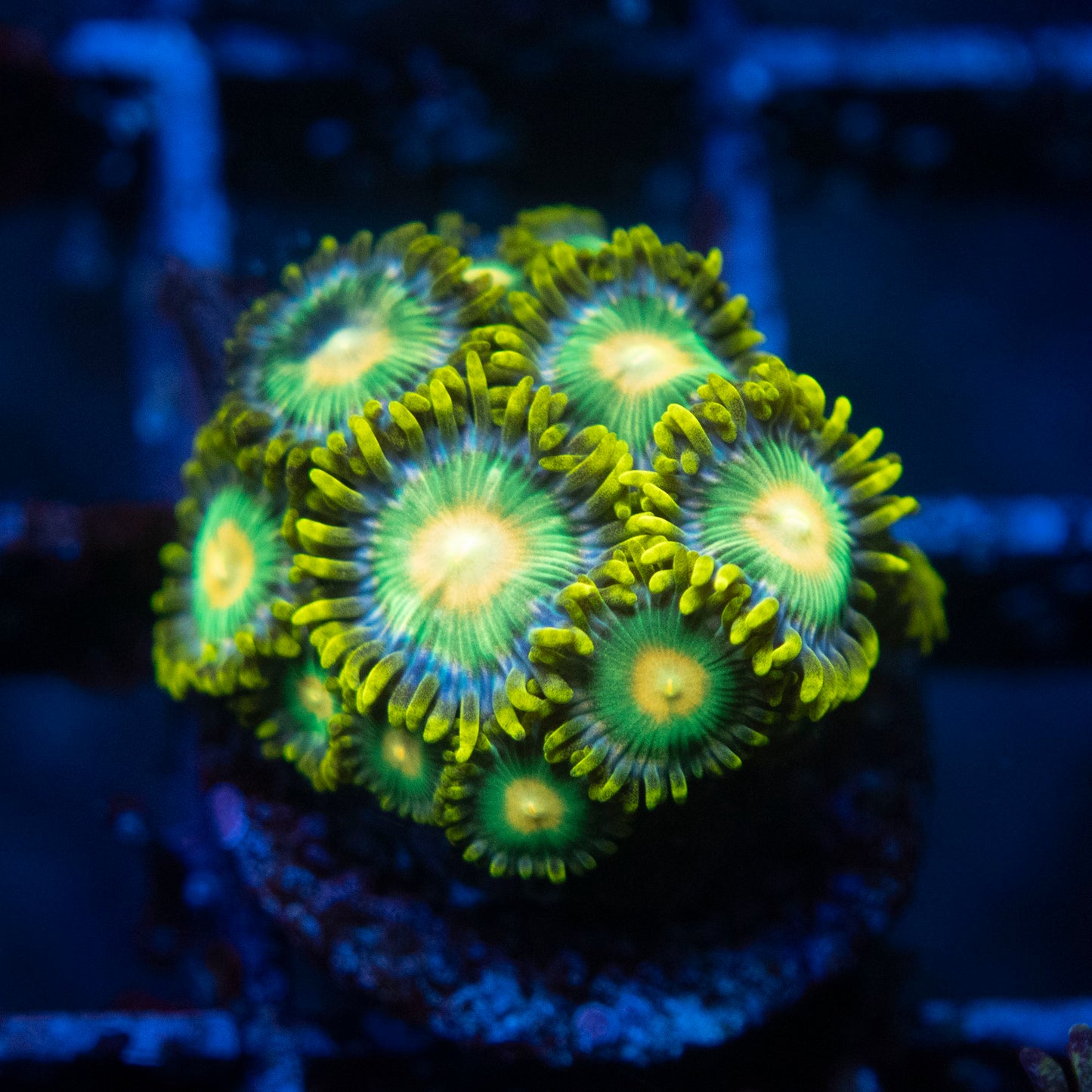 Green Bay Packers zoas  WYSIWYG coral from AquaGemCorals