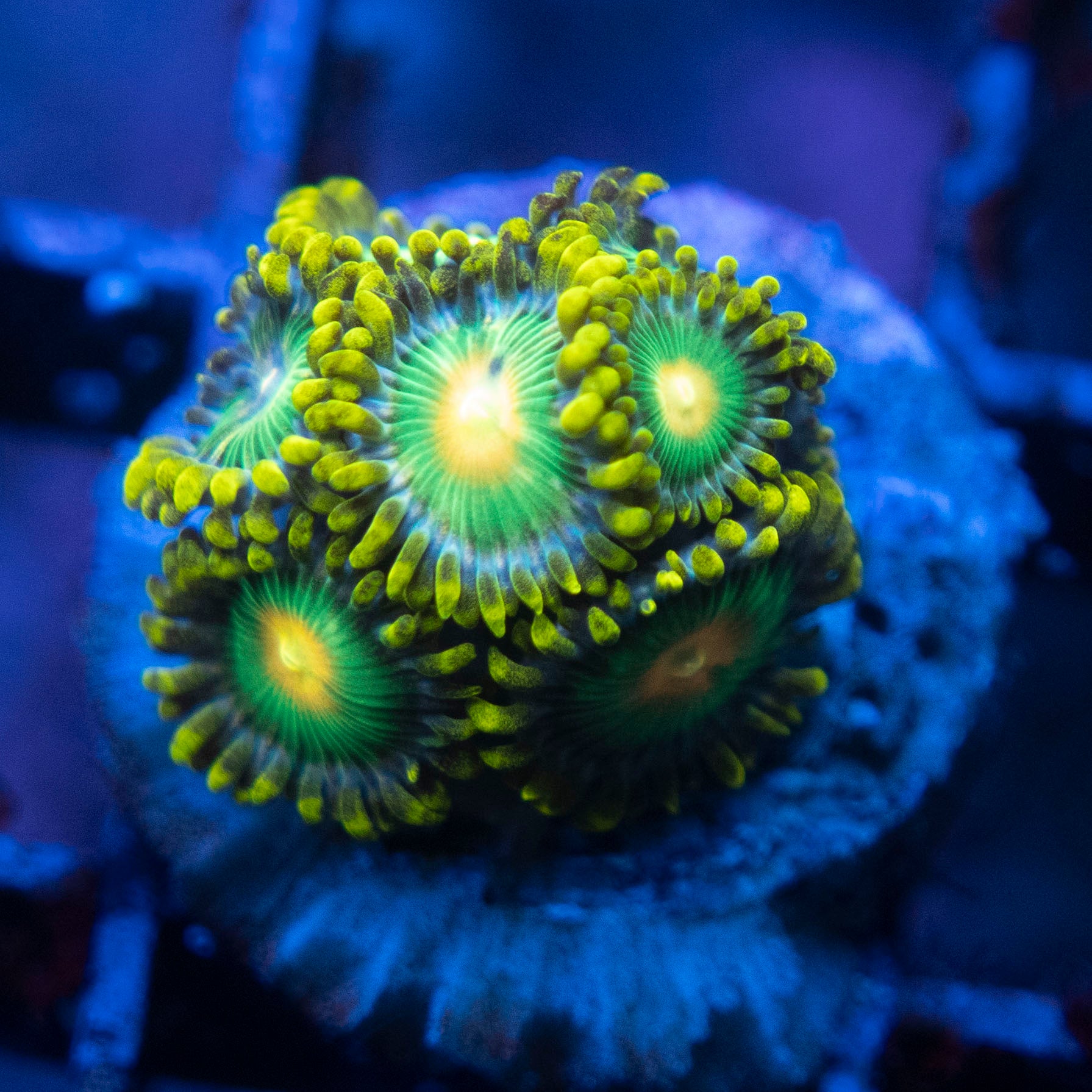 Green Bay Packers zoas  WYSIWYG coral from AquaGemCorals