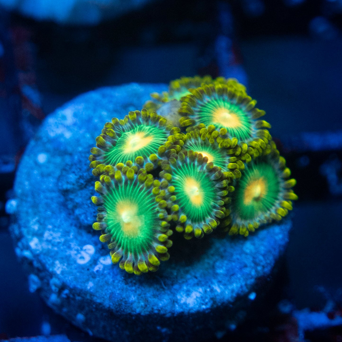 Green Bay Packers zoas  WYSIWYG coral from AquaGemCorals