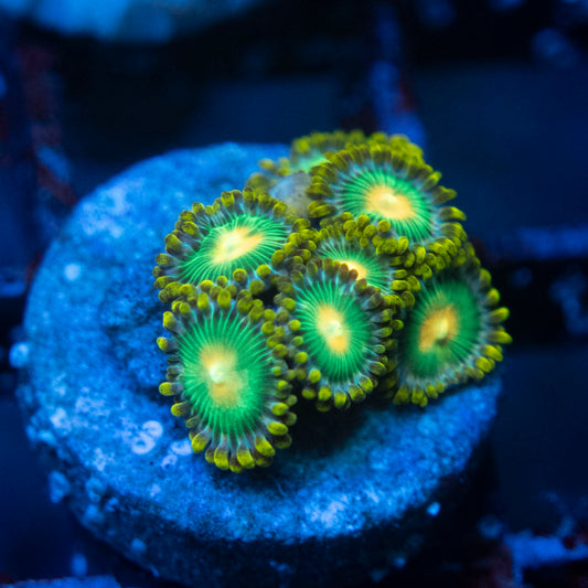 Green Bay Packers zoas  WYSIWYG coral from AquaGemCorals
