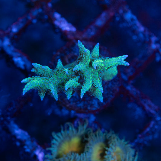 Green Birdsnest - AquaGemCorals