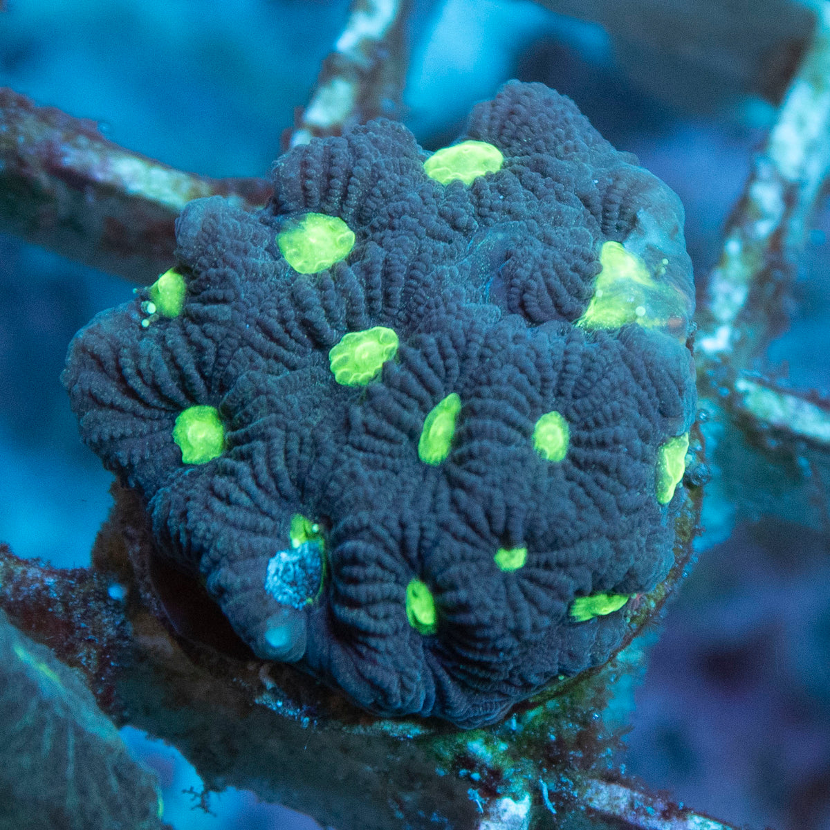 Green Booger Favites coral frag from AquaGem Corals
