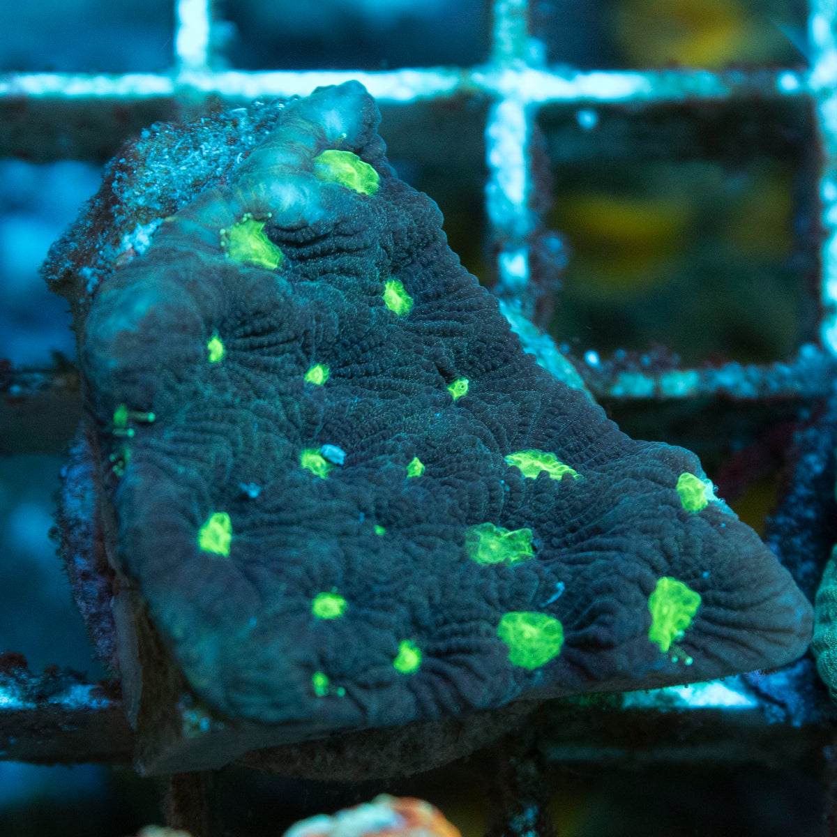 Green Booger Favites coral frag from AquaGem Corals