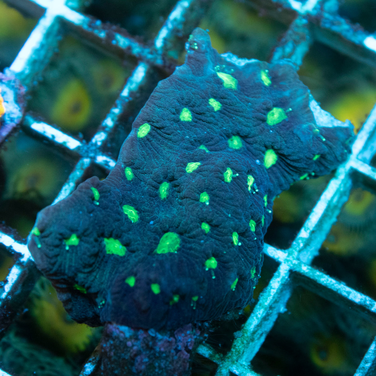 Green Booger Favites coral frag from AquaGem Corals