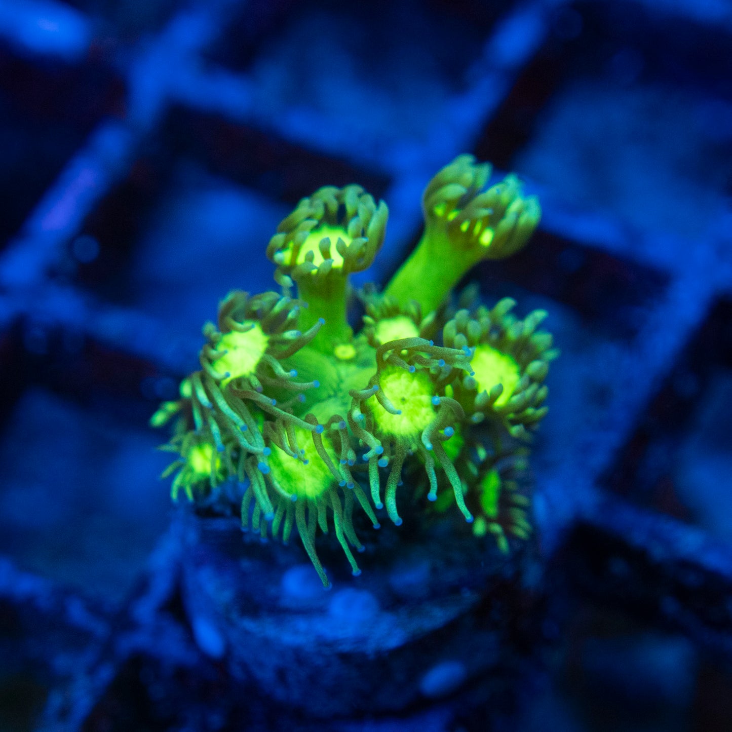 Green Booger Goni