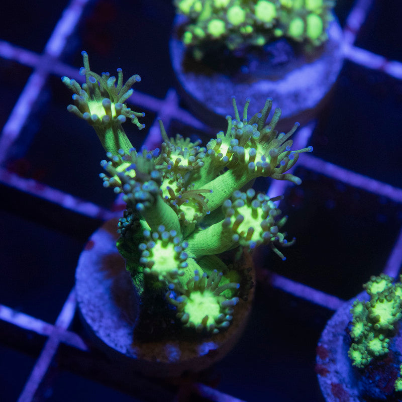 Green Boogers Goniopora - AquaGemCorals