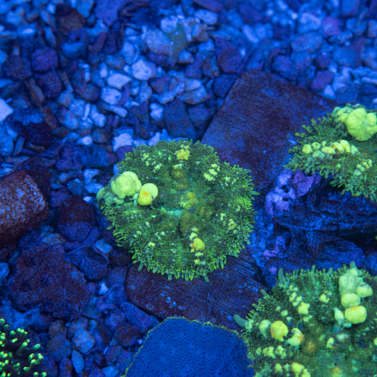 Green Bounce Mushroom