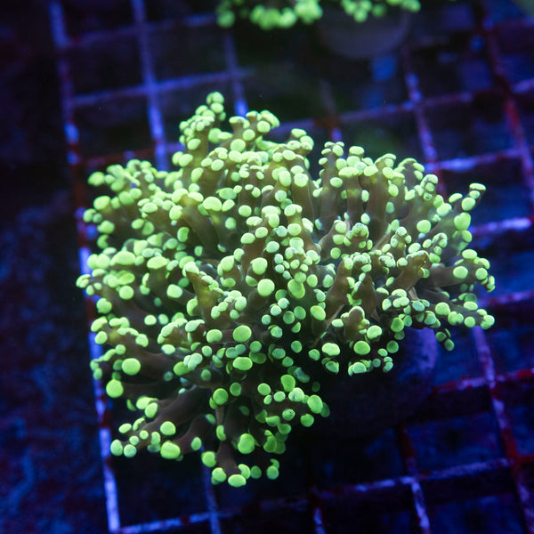 Green Branching Octospawn