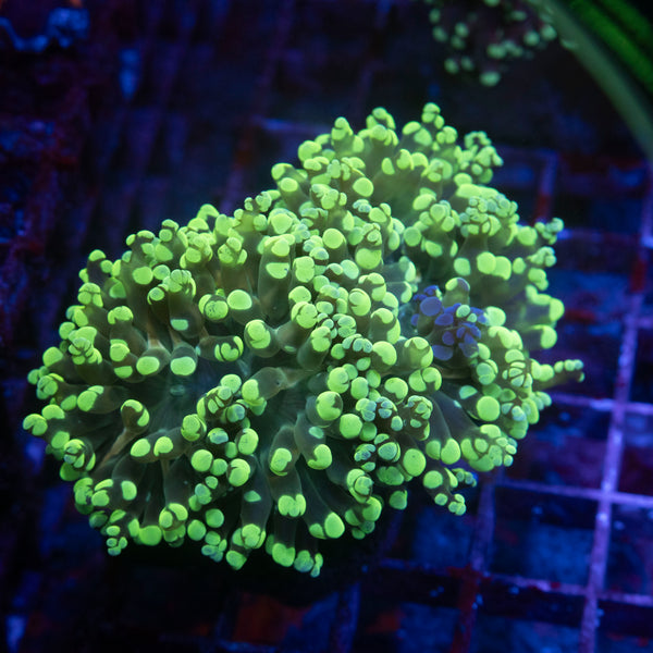 2 polyp Green Branching Octospawn