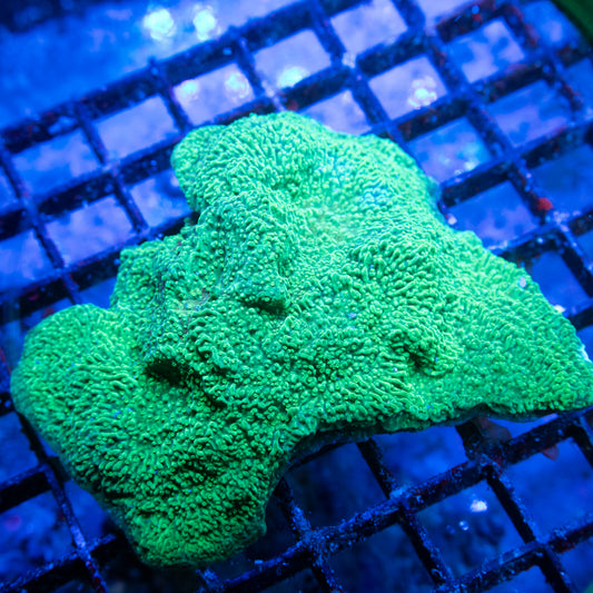 Green Cap Monti