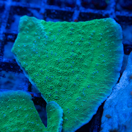 Green Cap Monti