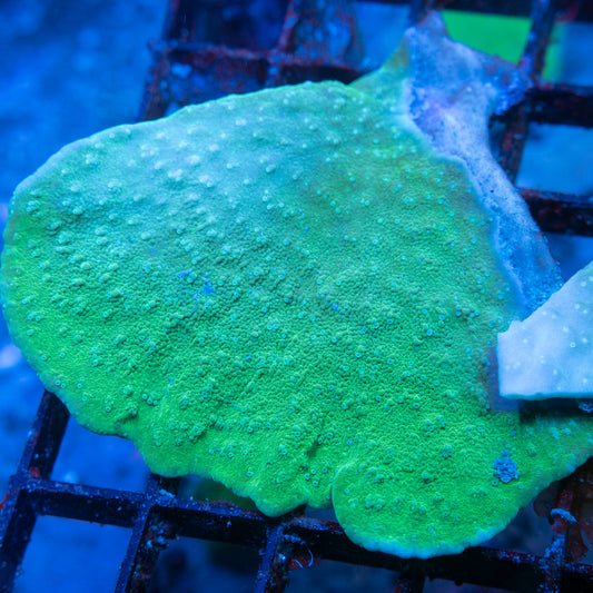 Green Cap Monti