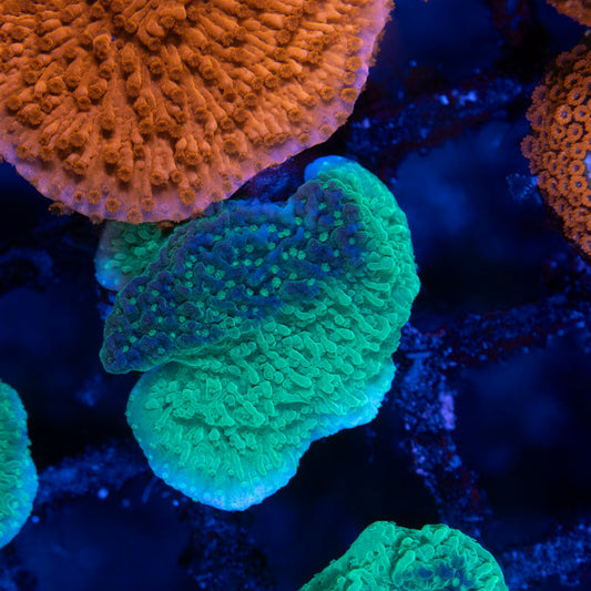 Green Cap Montipora - AquaGemCorals
