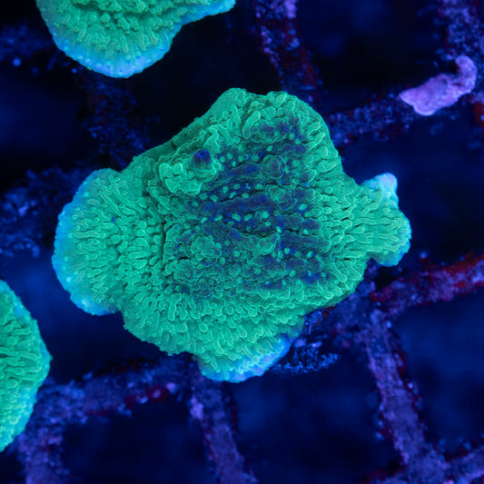Green Cap Montipora - AquaGemCorals
