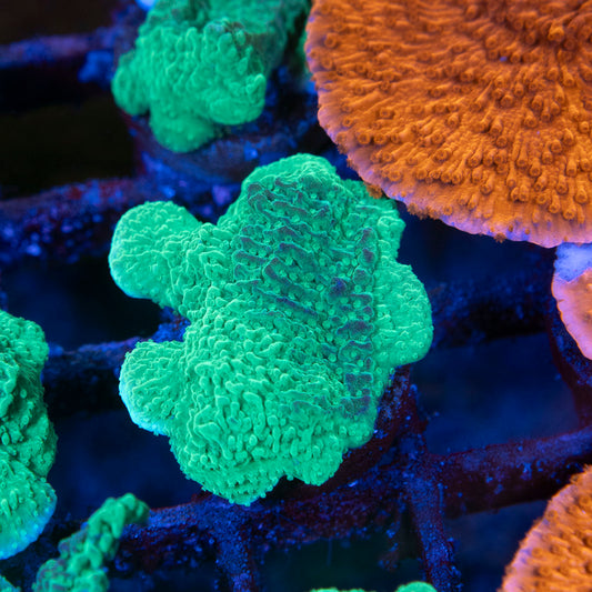 Green Cap Montipora - AquaGemCorals