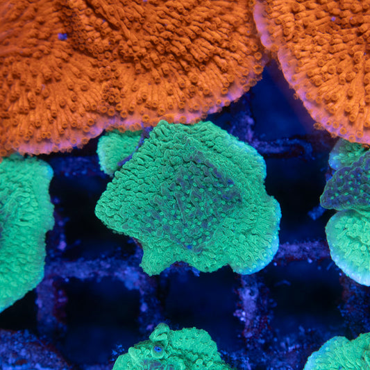 Green Cap Montipora - AquaGemCorals