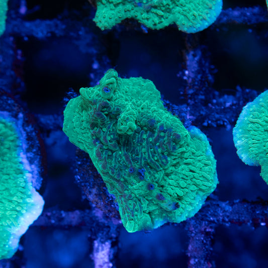 Green Cap Montipora - AquaGemCorals