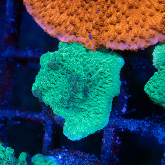 Green Cap Montipora - AquaGemCorals