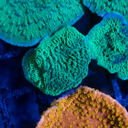 Green Cap Montipora - AquaGemCorals