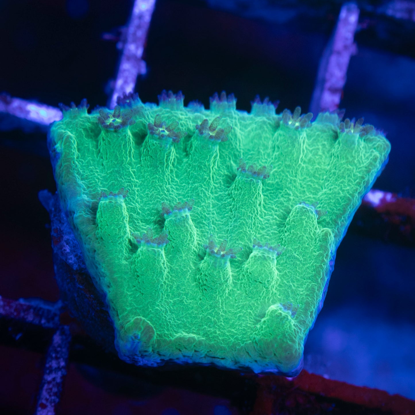 Green Cup Coral