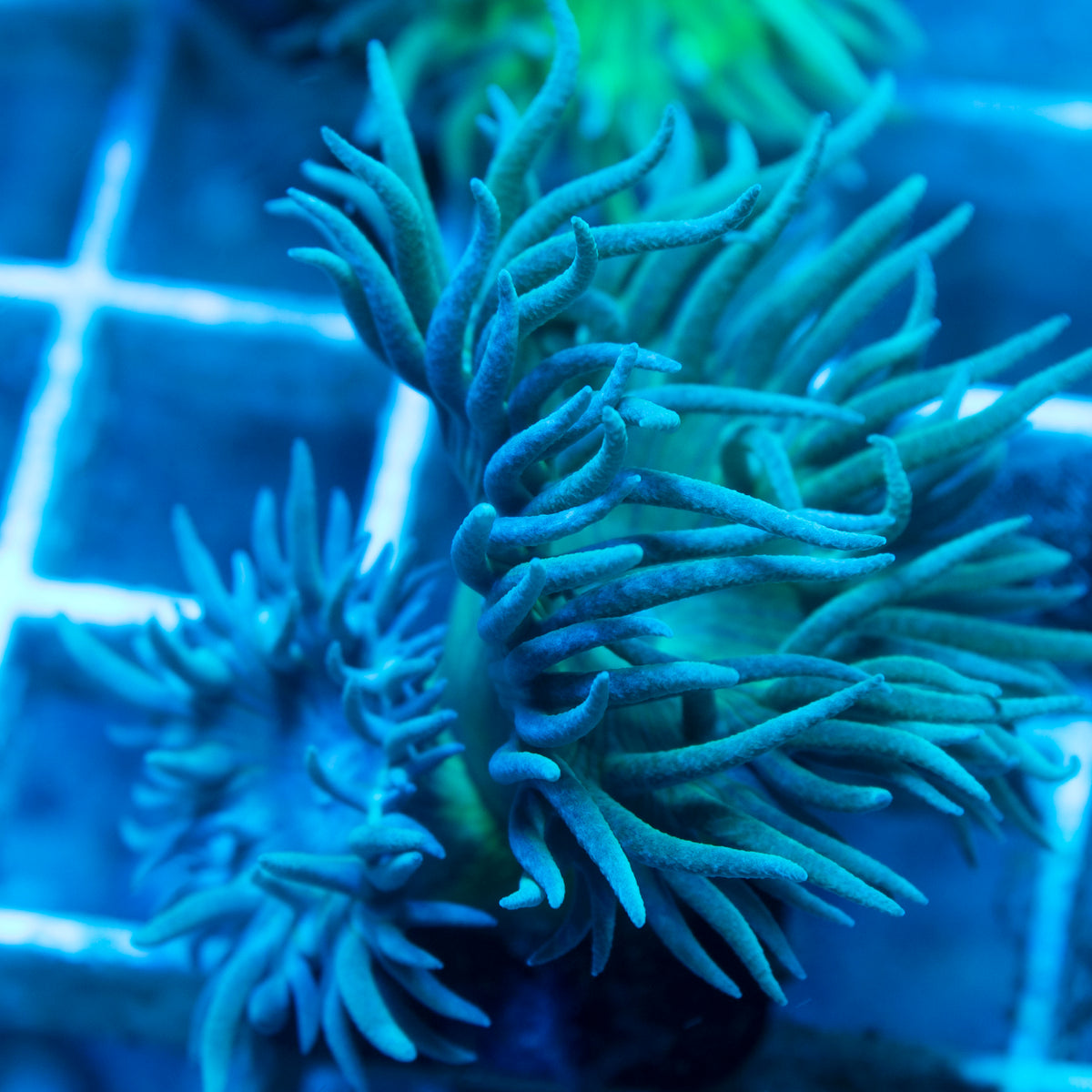 Green  Duncan live reef coral - AquaGemCorals