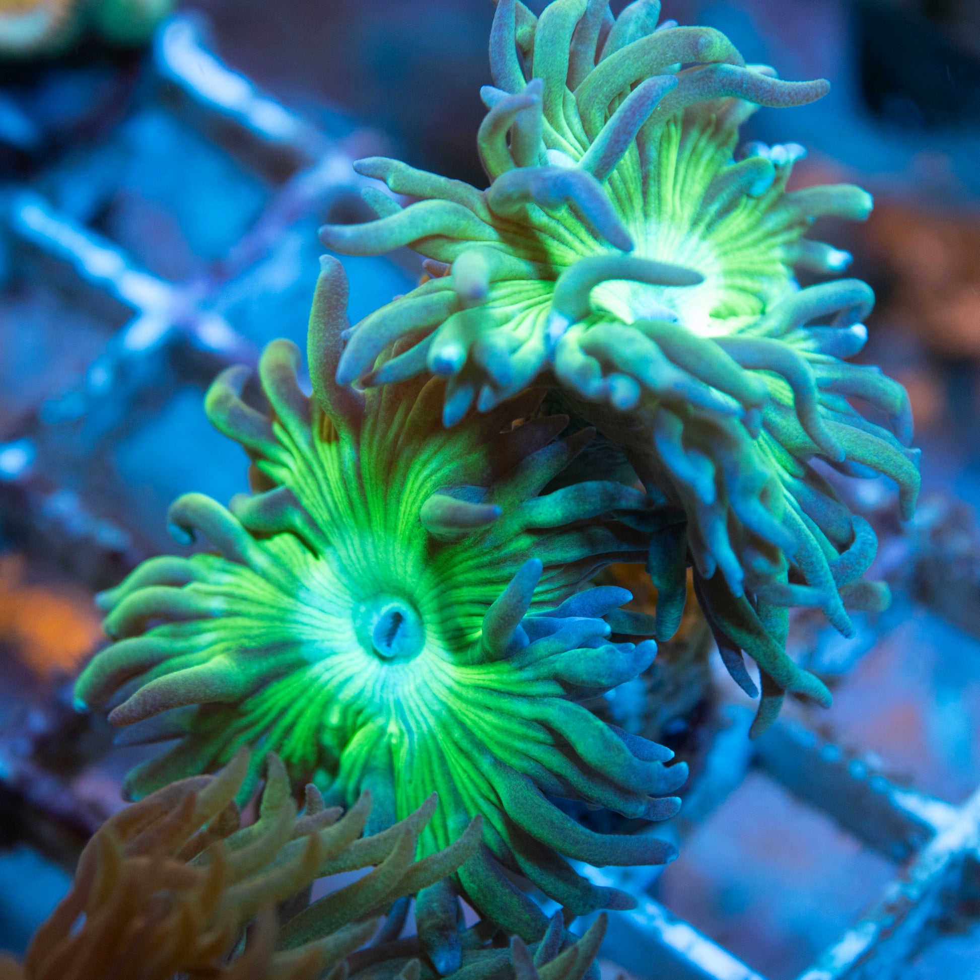 Green Duncan 2 Head live coral for saltwater reef aquarium