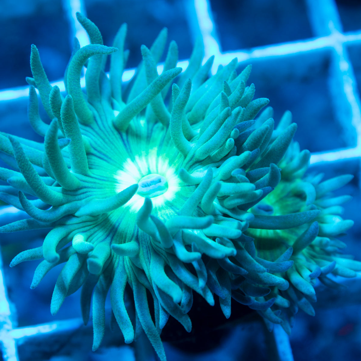 Green  Duncan live reef coral - AquaGemCorals