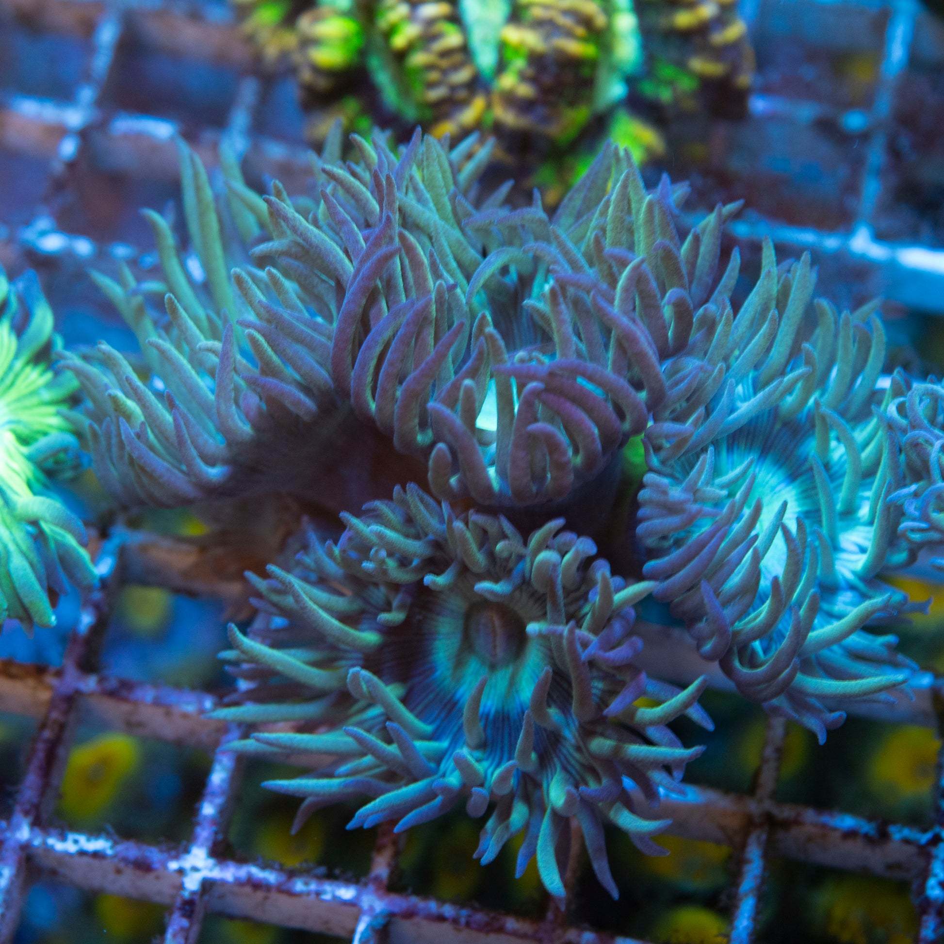 Green Duncan 4 Duncan live coral for saltwater reef aquarium