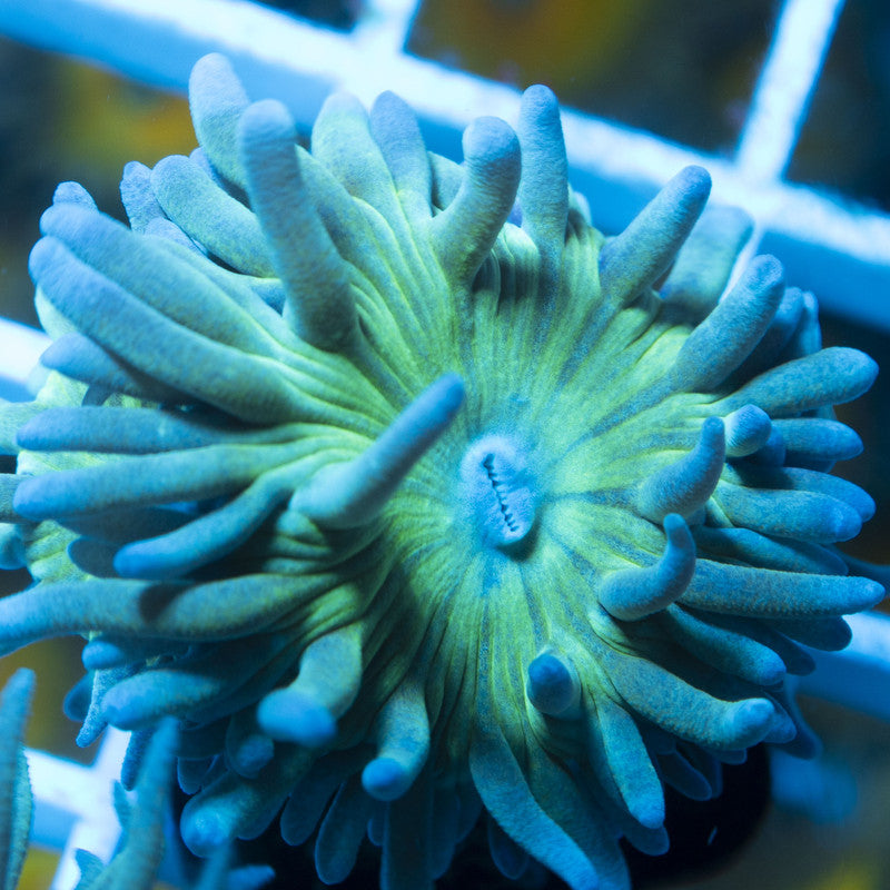 Green Duncan live coral for reef aquarium