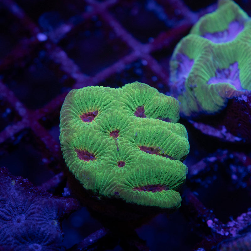 Green Favites - AquaGemCorals