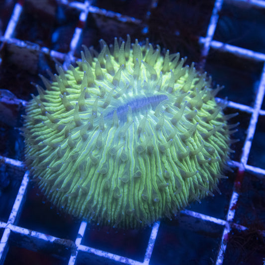 Green Fungia