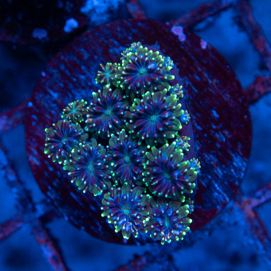 Green Glalaxea - AquaGemCorals