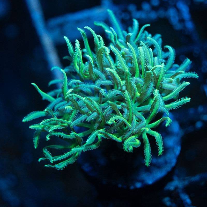 Green Goblin Pipe Organ - AquaGemCorals