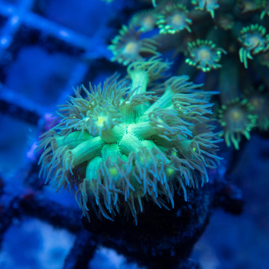 Green Goni
