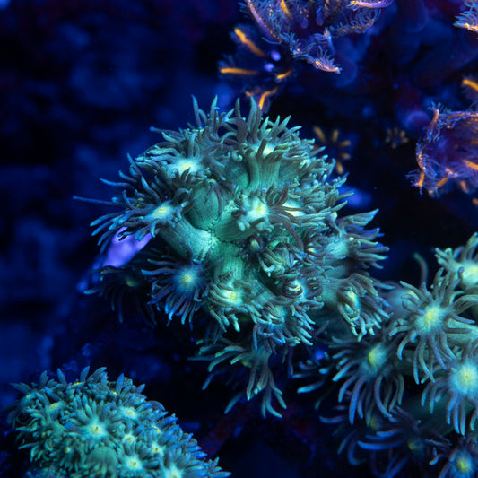 Green Goniopora - AquaGemCorals