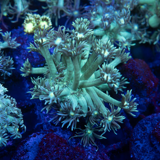 Green Goniopora - AquaGemCorals