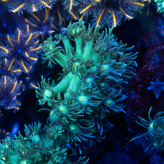 Green Goniopora - AquaGemCorals