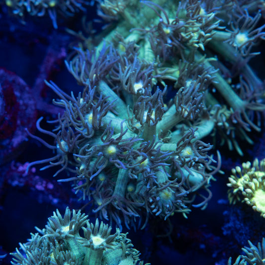 Green Goniopora - AquaGemCorals