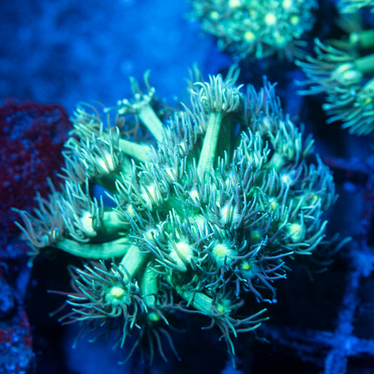 Green Goniopora Coral