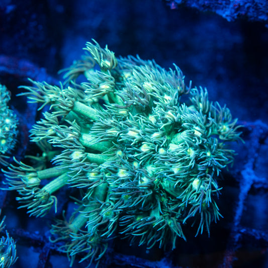 Green Goniopora Coral