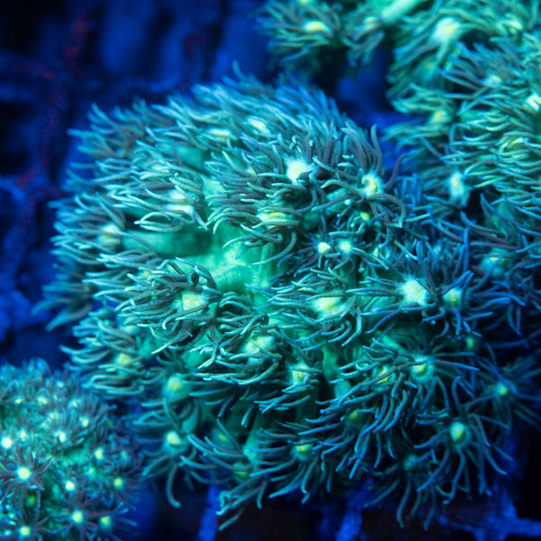 Green Goniopora Coral