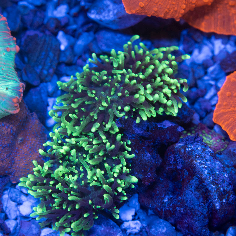 Green Hairy Mushroom - AquaGemCorals
