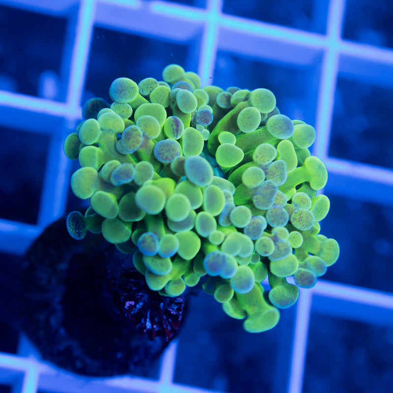 Green Hammer - AquaGemCorals